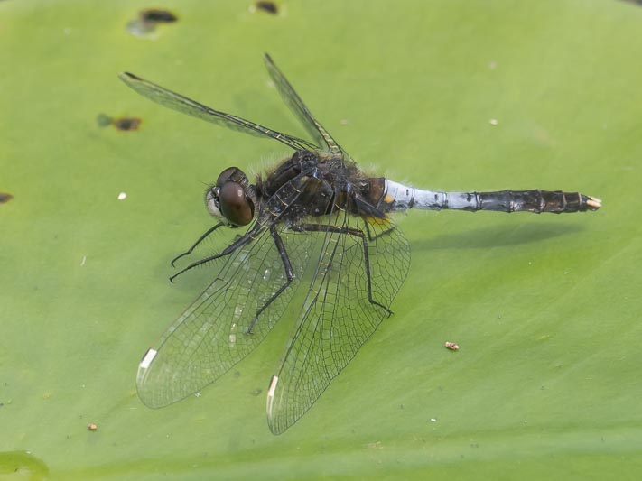 Leucorrhinia caudalis (Lilypad Whiteface) male-3.jpg